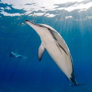 Meet your Posher, Erendida